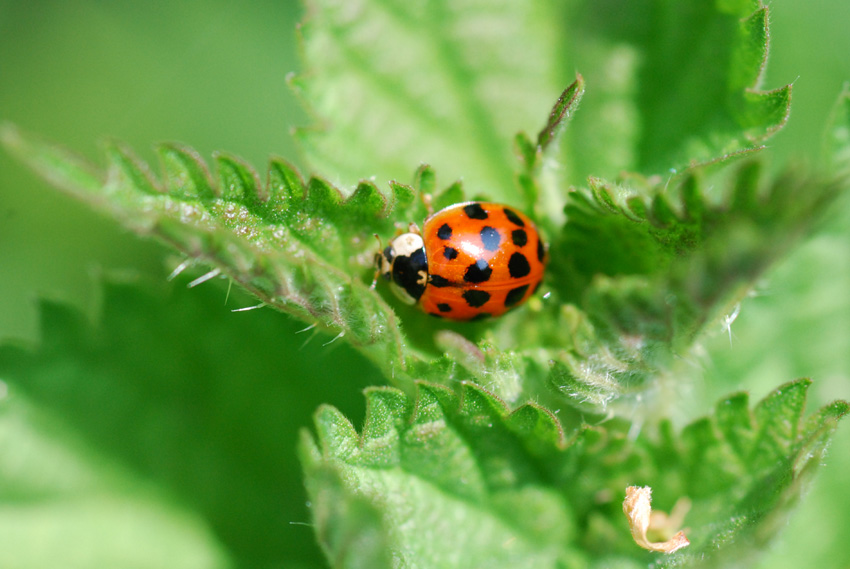 coccinella 